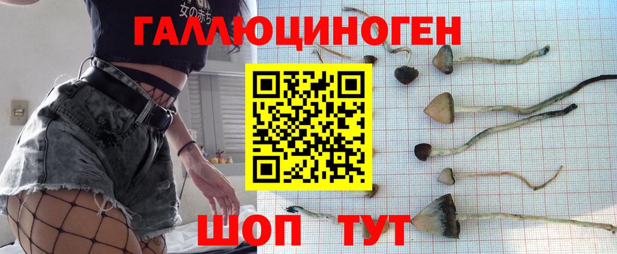 Псилоцибиновые грибы Psilocybe Барабинск